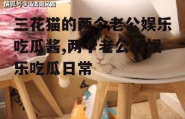 三花猫的两个老公娱乐吃瓜酱,两个老公的娱乐吃瓜日常