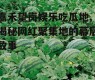 嘉禾望岗娱乐吃瓜地,揭秘网红聚集地的幕后故事